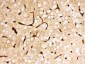 Anti-SLC2A1 Picoband Antibody